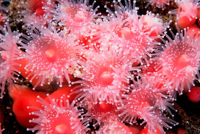 Club-tipped anemone, Corynactis californica, California, Eastern Pacific Ocean